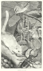 Popielica (grawerunek) autorstwa English School