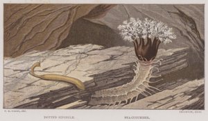 Kropkowany Siponcle, Sea-Cucumber (kolor lito) autorstwa English School