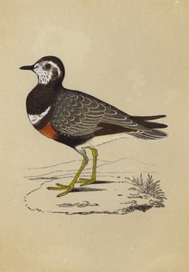 Dotterel (kolor lito) autorstwa English School