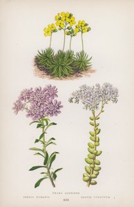 Draba aizoides; Iberis bubanii; Sedum turgidum (kolor lito) autorstwa English School
