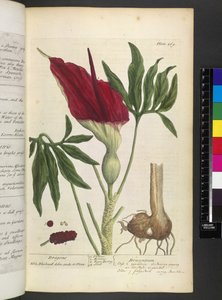 Dracontium, z „Ciekawy Herbal...” Elizabeth Blackwell autorstwa English School