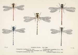 Ważki: Damsel-Flies (kolorowa litografia) autorstwa English School