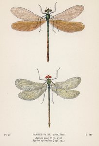 Ważki: Damsel-Flies (kolorowa litografia) autorstwa English School