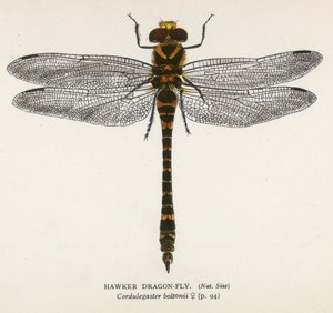 Ważki: Hawker Dragon-Fly (kolorowa litografia) autorstwa English School