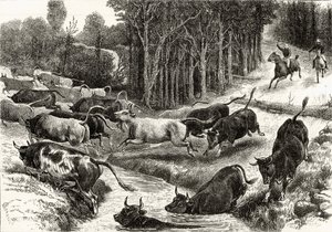 Driving Cattle w Australii, ok. 1880, z „Australian Pictures” Howarda Willoughby