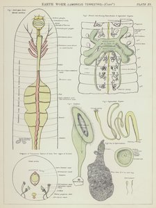 Dżdżownica ziemna, Lumbricus Terrestris (kolorowa litografia) autorstwa English School