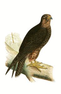 Eleonora Falcon, ilustracja z „Historii ptaków Europy nieobserwowanych na wyspach brytyjskich” Charlesa Roberta Bree (1811-86), opublikowana w 1867 r.