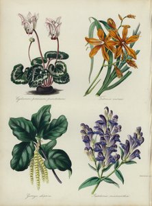 Angielski ogród kwiatowy: Cyclamen persicum punctatum, Tritonia aurea, Garrya elliptica, Scutellaria macrantha (kolor litho) autorstwa English School