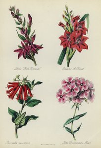 Angielski Ogród Kwiatowy: Lobelia „Belle Pyramide”, Gladiolus „M Blouet”, Bouvardia aurantiaca, Phlox Drummondii Mayii autorstwa English School