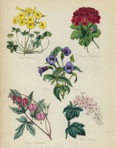 Angielski Ogród Kwiatowy: Oxalis Cernut, Unikalna Pelargonia, Torenia Asiatica, Dielytra Spectabilis, Ribes Albidum autorstwa English School