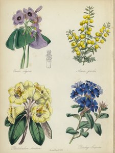 Angielski ogród kwiatowy: Oxalis elegans, Acacia grandis, Rhododendron lanatum, Plumbago Larpentae (kolorowa litografia) autorstwa English School