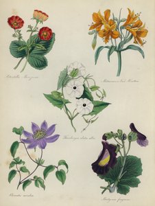 Angielski ogród kwiatowy: Potentilla Menziesii, Alstraemeria Van Houtteii, Thunbergia alata alba, Clematis caerulea, Martynia fragrans autorstwa English School