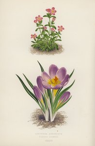 Erythraea Aggregata; Crocus Sieberi (kolorowa litografia) autorstwa English School