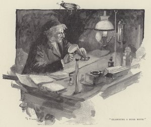 Badanie ogromnej ćmy (grawerunek) autorstwa English School