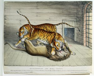Nadzwyczajna i śmiertelna walka, 1830 (kolorowa lito) autorstwa English School