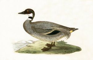 Falcated Teal, ilustracja z „Historii ptaków Europy nieobserwowanych na wyspach brytyjskich” Charlesa Roberta Bree (1811-86), opublikowana w 1867 r. autorstwa English School