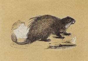 Fasciculated Porcupine (kolorowa litografia) autorstwa English School