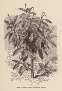 Ficus Elastica, indyjskie drzewo gumowe (rycina) autorstwa English School