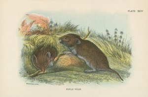 Field-Vole autorstwa English School
