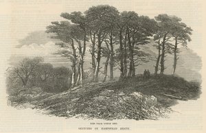 Jodły w pobliżu północnego krańca, Hampstead Heath autorstwa English School