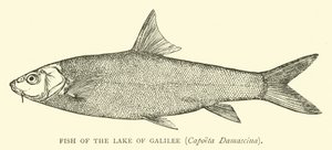 Ryby Jeziora Galilejskiego, Capoeta Damascina autorstwa English School