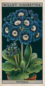 Kultura kwiatów w doniczkach: Auricula alpejska (chromolitho) autorstwa English School