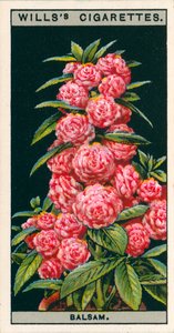 Kultura kwiatów w doniczkach: Balsam kameliowo-kwiatowy (chromolitho) autorstwa English School