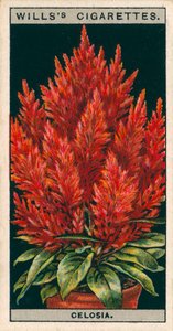 Kultura kwiatów w doniczkach: Celosia (chromolitho) autorstwa English School