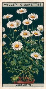 Hodowla kwiatów w doniczkach: Marguerite (chromolitho) autorstwa English School