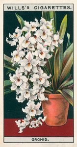 Kultura kwiatów w doniczkach: Orchidea (chromolitho) autorstwa English School