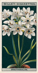 Kultura kwiatów w doniczkach: Ornithogalum (chromolitho) autorstwa English School