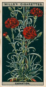 Uprawa kwiatów w doniczkach: Goździk wiecznie kwitnący (chromolitho) autorstwa English School