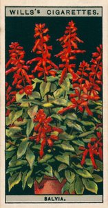 Kultura kwiatów w doniczkach: Salvia (chromolitho) autorstwa English School