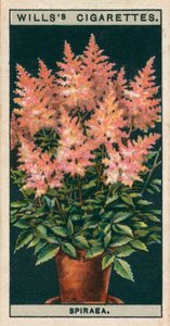 Kultura kwiatów w doniczkach: Spiraea (chromolitho) autorstwa English School