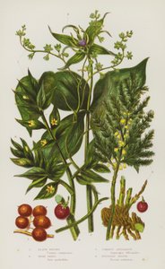 Rośliny kwitnące Wielkiej Brytanii: Black Briony, Herb Paris, Szparagi pospolite, Butchers Broom (kolor lito) autorstwa English School