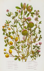 Rośliny kwitnące Wielkiej Brytanii: Boccones Trefoil, Rough Rigid Trefoil, Smooth Round Headed Trefoil, Suffocated Trefoil, Upright Round Headed Trefoil, Strawberry Headed Trefoil, Reversed Trefoil, Hop Trefoil, Lesser Yellow Trefoil, Slender Yellow Trefoi autorstwa English School