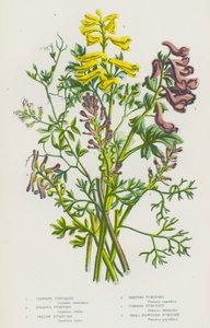 Rośliny kwitnące Wielkiej Brytanii: Climbing Corydalis, Bulbous Fumitory, Yellow Fumitory, Ramping Fumitory, Common Fumitory, Small Flowered Fumitory (kolorowa litografia) autorstwa English School