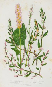 Kwitnące rośliny Wielkiej Brytanii: Common Buckwheat, Viviparous Alpine Buckwheat, Common Knot Grass, Rays Knot Grass, Sea Side Knot Grass (kolorowa litografia) autorstwa English School