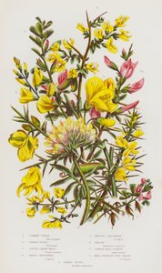 Rośliny kwitnące Wielkiej Brytanii: Furze pospolite, Furze karłowate, Dyers Green-Weed, Hairy Green-Weed, Needle Green-Weed, Broom, Common Rest Harrow, Small Spreading Rest Harrow, Kidney Vetch (kolorowa litografia) autorstwa English School