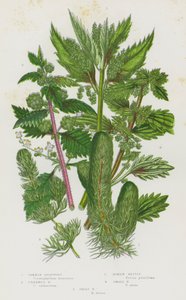 Rośliny kwitnące Wielkiej Brytanii: Hornwort zwyczajny, Hornwort nieuzbrojony, pokrzywa rzymska, pokrzywa mała, pokrzywa wielka (kolor lito) autorstwa English School