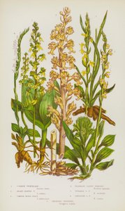 Rośliny kwitnące Wielkiej Brytanii: Twayblade pospolite, Twayblade sercowate, Ptasie gniazdo pospolite, Pachnące warkocze Lady, Warkocze Summer Lady, Obwisłe warkocze Lady, Creeping Goodyera (kolor lito) autorstwa English School