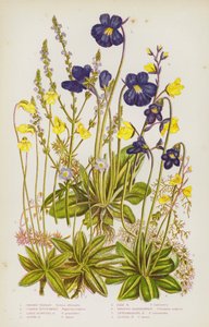 Rośliny kwitnące Wielkiej Brytanii: Werbena pospolita, Maślanka zwyczajna, Maślanka wielkokwiatowa, Maślanka alpejska, Maślanka blada, Pęcherznica większa, Pęcherznica pośrednia, Pęcherznica mniejsza (kolor lito) autorstwa English School