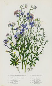Kwitnące rośliny Wielkiej Brytanii: Creeping Water Scorpion Grass, Creeping Water Scorpion Grass lub Forget Me Not, Tufted Water Scorpion Grass, Rock Scorpion Grass, Upright Wood Scorpion Grass, Field Scorpion Grass, Early Field Scorpion Grass, Yellow and  autorstwa English School