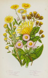 Rośliny kwitnące Wielkiej Brytanii: Elecampane, Ploughmans Spikenard, Golden Samphire, Common Flea Bane, Small Flea Bane, Common Daisy (kolorowa litografia) autorstwa English School