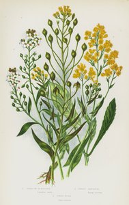 Rośliny kwitnące Wielkiej Brytanii: Gold of Pleasure, Sweet Alyssum, Dyer