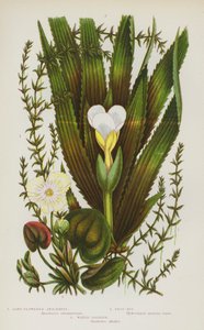 Rośliny kwitnące Wielkiej Brytanii: Anacharis o długich kwiatach, Frog-Bit, Water-Soldier (kolorowa litografia) autorstwa English School