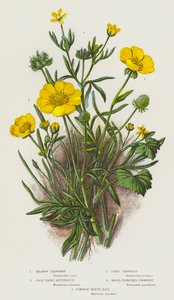 Rośliny kwitnące Wielkiej Brytanii: Meadow Crowfoot, Pale Hairy Buttercup, Corn Crowfoot, Small-Flowered Crowfoot, Common Mouse Tail (kolorowa litografia) autorstwa English School