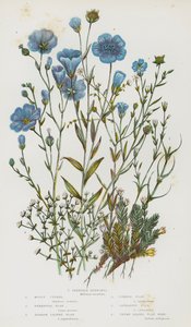 Rośliny kwitnące Wielkiej Brytanii: Mossy Cyphel, Perennial Flax, Narrow Leaved Flax, Common Flax, Cathartic Flax, Thyme Leaved Flax Seed, Slender Buffonia (color litho) autorstwa English School