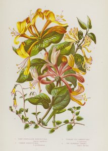 Rośliny kwitnące Wielkiej Brytanii: Pale Perfoliate Honeysuckle, Common Honeysuckle, Upright Fly Honeysuckle, Two Flowered Linnaea (kolorowa litografia) autorstwa English School