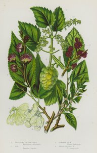 Rośliny kwitnące Wielkiej Brytanii: Pellitory of the Wall, Hop, Common Elm, Broad-Leaved Elm (kolorowa litografia) autorstwa English School